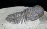 Rare Bulbous Nosed Actinopeltis Trilobite - #21536-5